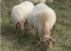 Hier stellt sich das hintere Schaf in den Schatten des vorderen.