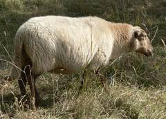 Dies Schaf ist eines der greren und wie man sieht auch wohl genhrt, obwohl es nur Gras frit.