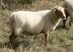 Irgendwas mu dahinten sein, da das Schaf mit nach vorne gestellten Ohren in die Richtung blickt.