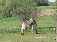Jetzt mu man sich aber erst einmal kratzen sonst kann man nicht weiter futtern.