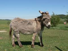 Da die Eselstute die Ohren gerade zurckgelegt hat scheint ihr irgend etwas nicht zu gefallen.