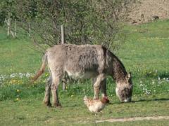 Sogar die Hhner erfreuen sich ber die Weide der Esel.