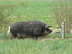 Hier ist er auf dem Rckweg zu der Sau, die schon geferkelt hat und die zwecks besserer Futterrationen fr sie durch zwei Zune von ihm getrennt ist, wobei Andraszy Zune sehr willig respektiert.