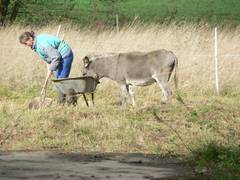 Der Eselhengst untersucht was die Herrin an Goldstcken in die Schubkarre befrdert.