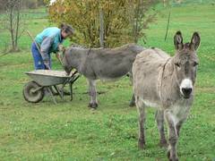 Nachdem Balthasar weiter bei seiner Herrin bleibt, geht Conchita zu einem anderen Herrchen.