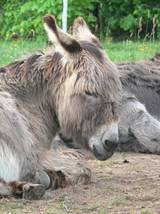 Sieht noch jemand die Augen?