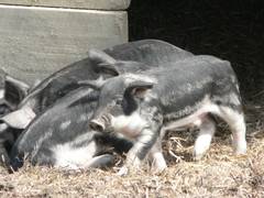 zum Vergrern bitte Anklicken, zum Betrachten aller Bilder bitte auf die entsprechende Schaltflche im Men klicken.