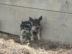 Und immer wieder bleibt der eine oder andere, oft aber alle, stehen, um den Weg nach vorne zu berdenken und gedanklich auf seine Gefahren hin zu prfen.