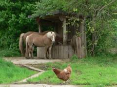 Unsere Pferde auf dem betonierten Auslauf bei der Futtergrippe
