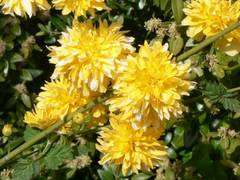 Blhender Ranunkelstrauch