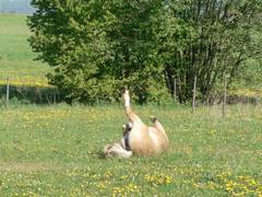 Anscheinend hat Nessie was zu sagen, sonst wrde sie sich ja nicht melden.
