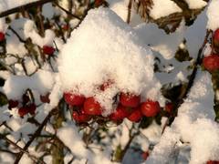 unter dem Schnee kaum noch sichtbare Hagebutten