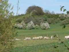 unser Hausberg, der Deutes, Obstbume, viel Vogelschutzgehlz, beheimatet auch Rehe, Fchse, Raubvgel und im Winter manchmal auch einen Schlepplift