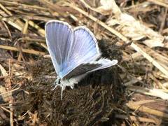 Himmelblauer Bluling auf einem Pferdeapfel