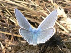 Der Himmelblauer Bluling ist meistens auf Mist zu finden; wie hier auch