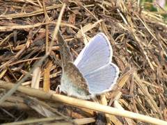 Himmelblauer Bluling auf Stroh