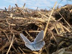Ein Himmelblauer Bluling pat doch gut zu Stroh und Himmel