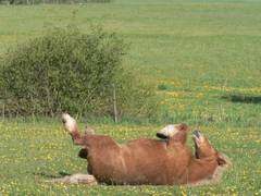 Durch die Bewegung der Beine kommen die Pferde von der einen auf die andere Seite.