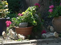 Diese Kken wurden von einer unserer Glucken ausgebrtet.