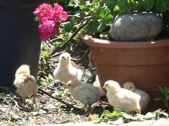 Bis sie aber so gro sind wie ihre Mutter brauchen sie ca. ein  Jahr.