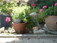 Jetzt erfreuen sie sich aber erstmals ihrer Kindheit und dies im Blumenbeet!