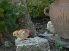 Obwohl dieses Kken erst ein paar Tage alt ist, kann es doch schon ganz groe Sprnge machen.