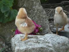 Anscheinend will es noch hher, aber dies wird es nicht schaffen.