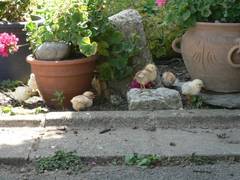 Nun wird aber erst einmal Verstecken gespielt