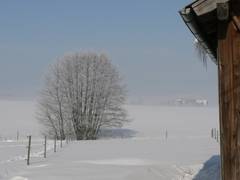 schn wei gepuderte Eselkoppel