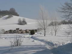 Hier wurde ein Weg frei geschaufelt, um den Schafen ihr fressen bringen zu knnen.