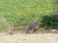 Sas Suhlen ist im Sommer das Wichtigste für Schweine. Ute führt vor wie das geht. Erst wird der Boden mit dem Rüssel bearbeitet.