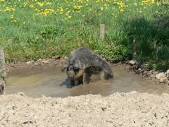 So setzte sie sich bald auf, um kurz darauf zum Futternapf zu schreiten.
