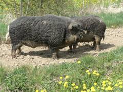 Am liebsten ist unser Zuchteber Andraszy bei seiner Sau, dann kann der krftige Kerl ganz zart sein.