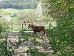 Pferdekoppel mit Bretonenstute Bastille