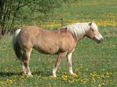 Noch geniet sie die Frhlingsonne im Stehen aber gleich wird auch sie sich hinlegen.