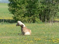 Links von Nessie ist eine braune Stelle, hier haben sie sich anscheinend schon fters gewlzt.