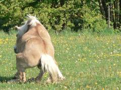 Es sieht leider etwas ungelenkig aus wie sie aufsteht, aber normalerweise sollte man ja auch nicht photographiert werden, wenn man Schnheitspflege betreibt.