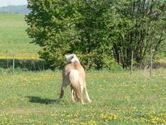 Da sieht die Figur der Stute doch schon viel besser aus.