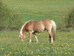 Haflingerstute Nessie beim Fressen.