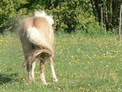 Nachdem die Stute wieder richtig steht, schttelt sie sich erst einmal krftig und hinterlt eine riesige Staubwolke.