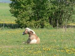 Da liegt das liebe Pferd ja schon!
