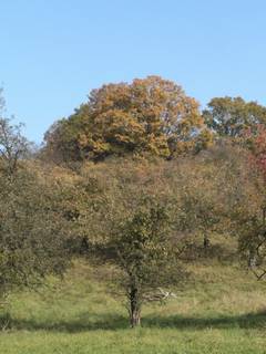 von uns beweideter Obstgarten am Deutes