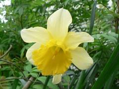 Osterglocke im Blumenbeet neben der Haustr