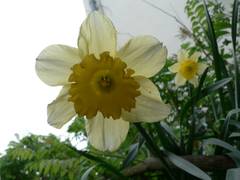 Osterglocken mit Hauswand