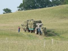 ein Teil einer reichlichen Heuernte auf dem Weg zum Hof