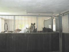 In der letzten Box gibt es ebenfalls einen Ausgang zu dem Futterplatz.  Unsere 4 Pferde stehen in diesem Bild wie im Sommer fters der Fall ist, zu viert in dieser Box.