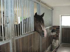 Die Pfedeboxen haben alle verschliebare Fenster zur Stallgasse, schwenkbare Futtertrge und sind von sehr stabiler Bauart.  Unsere Kaltblutpferde konnten ihnen in 12 Jahren nichts anhaben.