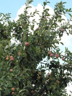 frher, wohlschmeckender  Apfel (James Grieve), einer von etwa 25 Obstbumen