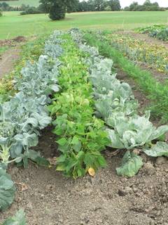 Teil eines Gemsegartens