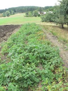 Kartoffelacker neben Obstbaumreihe mit Blick auf Hof